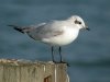 Mediterranean Gull at Southend Pier (Steve Arlow) (80572 bytes)